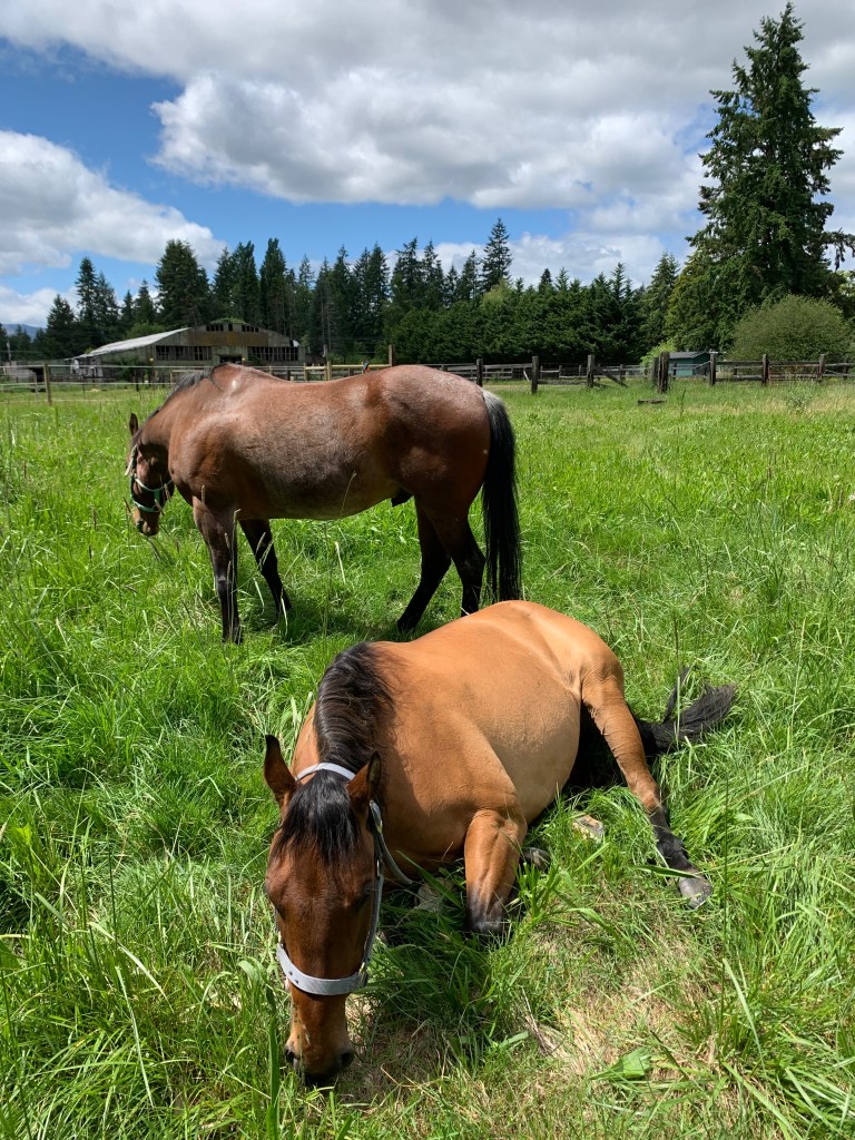 brown horse in pasture