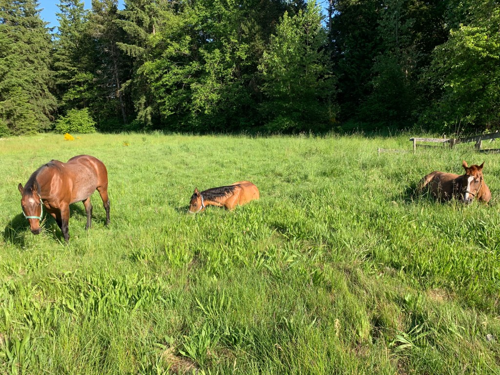 Horses out back on green grass