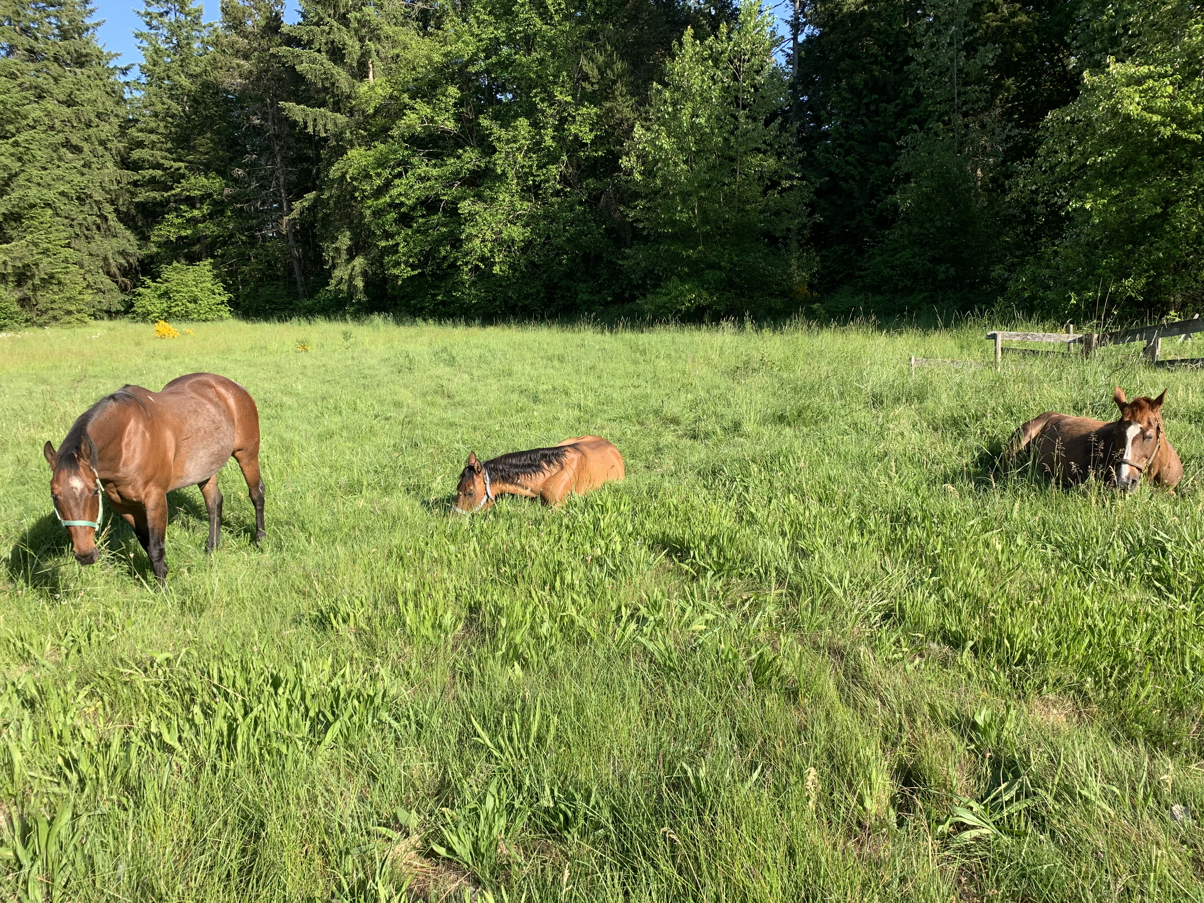 Horses grazing