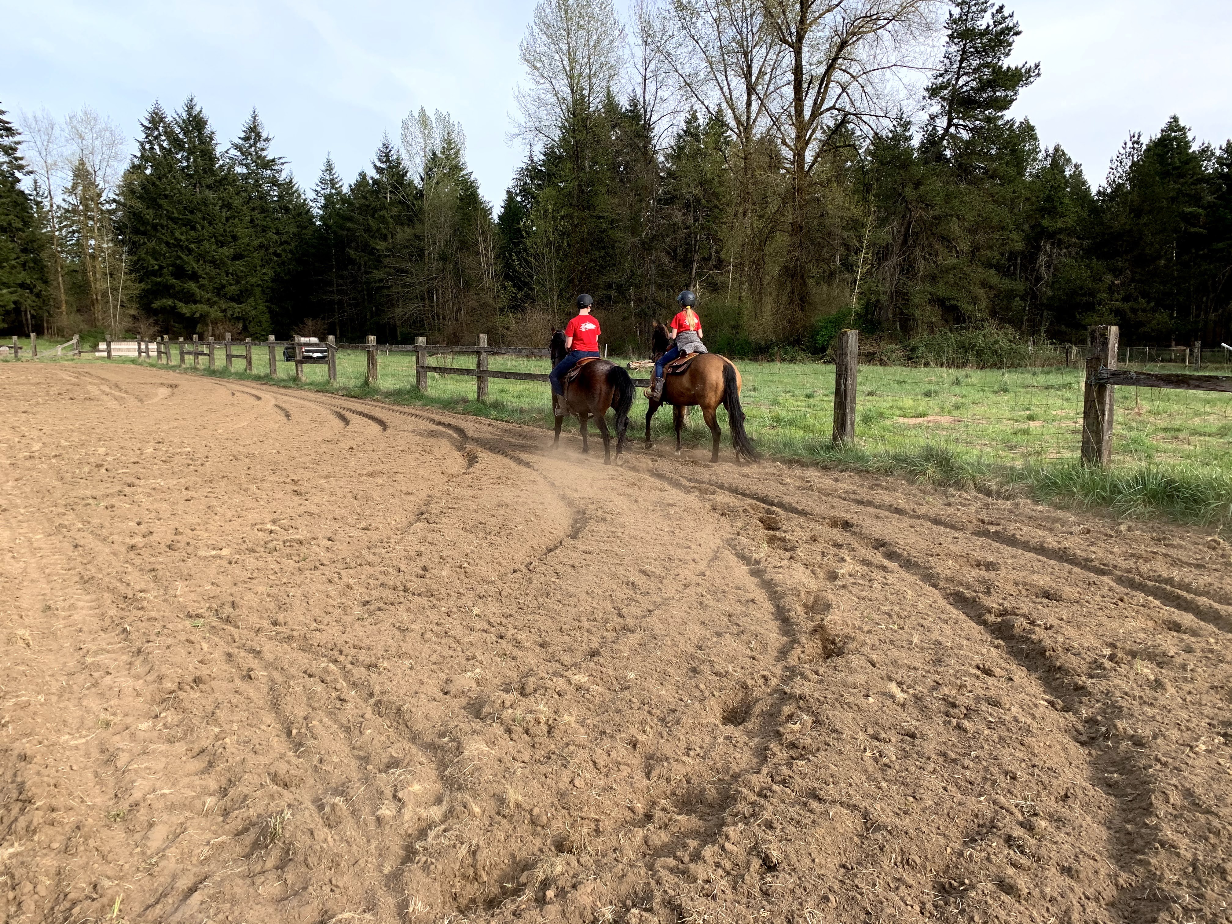 Two horses in an arena
